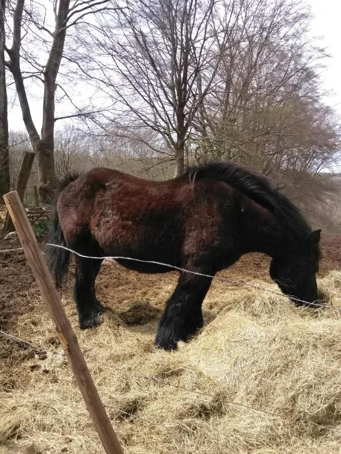 Triplex 244 "Rest And Be Thankful " 3 Ch 2 Sdb Malmedy Esterno foto